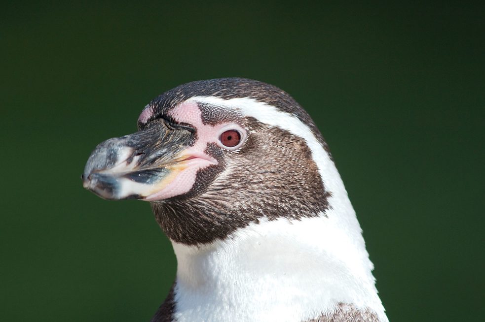 Recebeu o nome do naturalista: o pinguim Humboldt (Spheniscus humboldti), supostamente observado pelo cientista no território hoje pertencente ao Peru