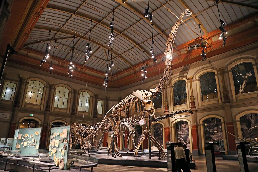 An impressive 13 metres tall, the skeleton of a brachiosaurus from former German East Africa on exhibit in the Museum for Natural History in East Berlin is the largest dinosaur skeleton on display in the world today and a visitor magnet. 