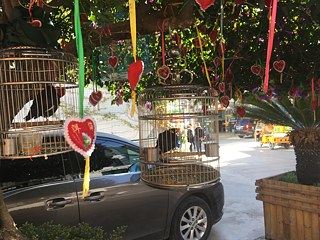 Der sprechende Vogel des Hotels