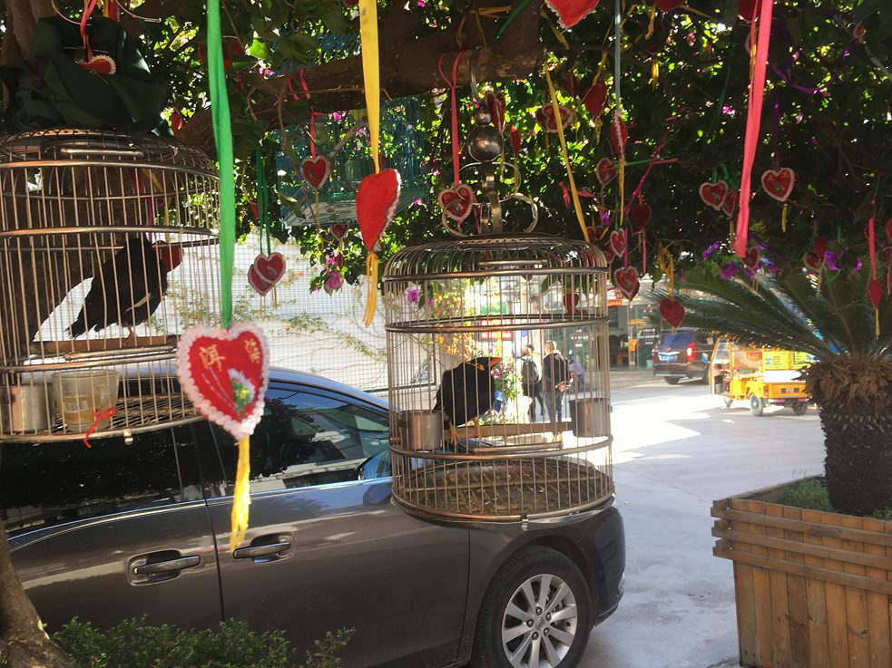 Der sprechende Vogel des Hotels