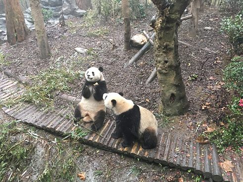 Beide Pandas beim Fressen