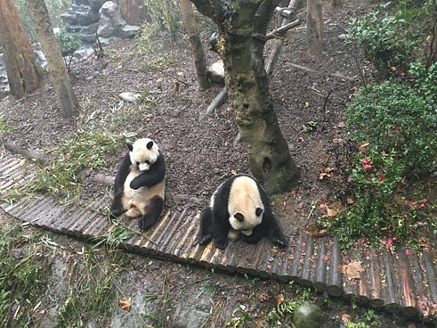 Ganz genüsslich verputzen die Pandas jeden kleinsten Krümel
