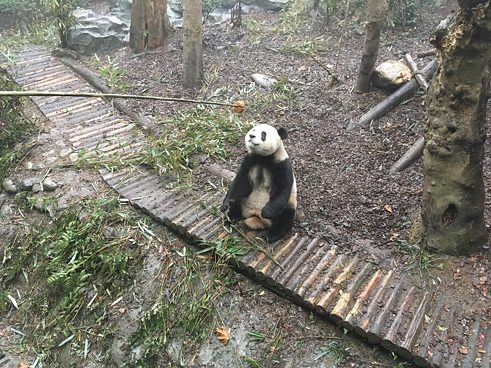 Ein Panda bei der Fütterung