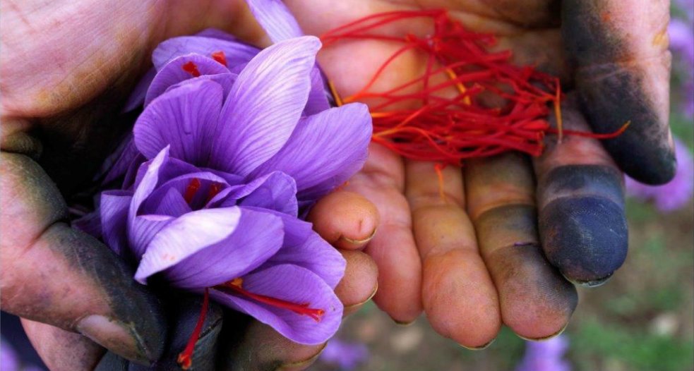 Το 1971 ιδρύθηκε στην Κοζάνη ο Αναγκαστικός Συνεταιρισμός Κροκοπαραγωγών Κοζάνης που σήμερα απαρτίζεται από 1.000 μέλη και έχει το αποκλειστικό δικαίωμα συλλογής, συσκευασίας και διακίνησης του κρόκου Κοζάνης. 