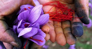 Το 1971 ιδρύθηκε στην Κοζάνη ο Αναγκαστικός Συνεταιρισμός Κροκοπαραγωγών Κοζάνης που σήμερα απαρτίζεται από 1.000 μέλη και έχει το αποκλειστικό δικαίωμα συλλογής, συσκευασίας και διακίνησης του κρόκου Κοζάνης. 