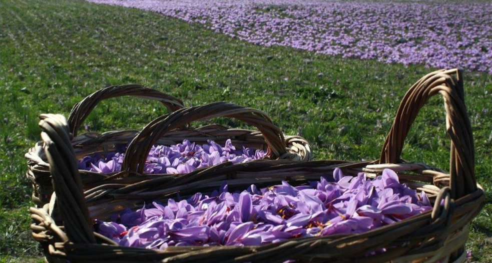 Ταυτόχρονα ο Συνεταιρισμός έχει την ευθύνη της διασφάλισης της ποιότητας του κρόκου και της προστασίας του από τη νοθεία που γινόταν στο παρελθόν από τους εμπορομεσίτες, με αποτέλεσμα την υποβάθμιση του προϊόντος. 