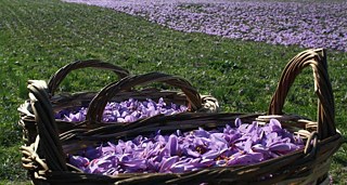 Ταυτόχρονα ο Συνεταιρισμός έχει την ευθύνη της διασφάλισης της ποιότητας του κρόκου και της προστασίας του από τη νοθεία που γινόταν στο παρελθόν από τους εμπορομεσίτες, με αποτέλεσμα την υποβάθμιση του προϊόντος. 