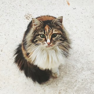 Unsere hübsche Katze