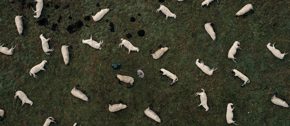 Dark production still: A herd of dead sheep seen from birds eye view