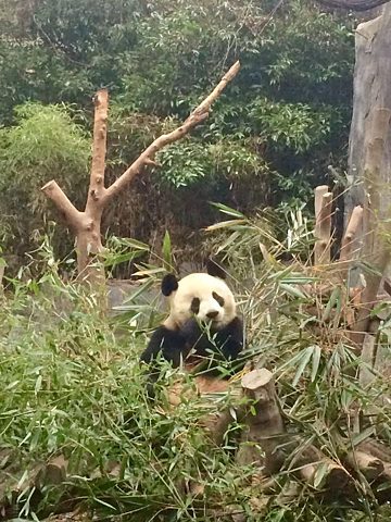 Panda-Aufzuchtstation Chengdu