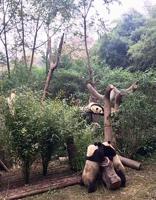 Panda-Aufzuchtstation Chengdu