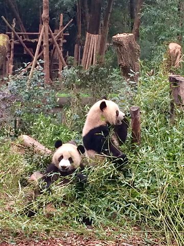 Panda-Aufzuchtstation Chengdu