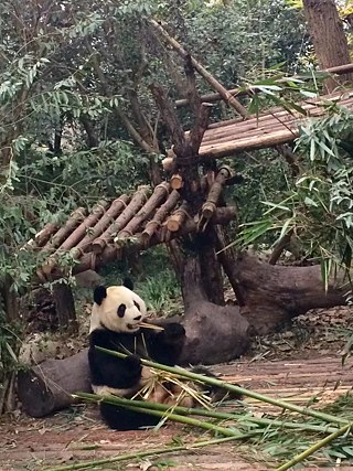 Panda-Aufzuchtstation Chengdu