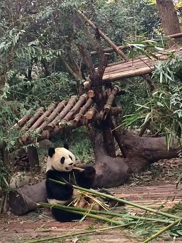 Panda-Aufzuchtstation Chengdu