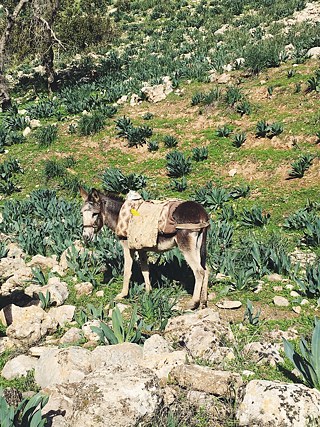 Uns begegneten sehr viele Tiere