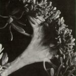 botanische Fotografie einer Sukkulente von Imogen Cunningham