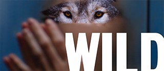 Wild