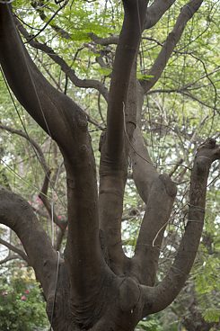 Baum voller Kabel