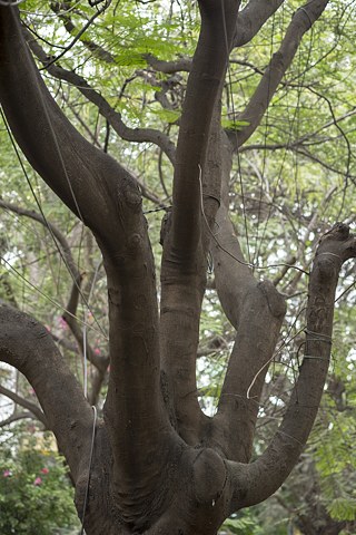 Baum voller Kabel © © Marius Land Baum voller Kabel