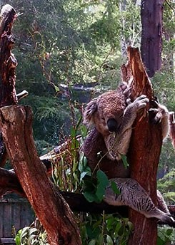 A motionless, comatose koala enthrals foreign tourists. 