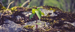 Das Internet ist eine Frau