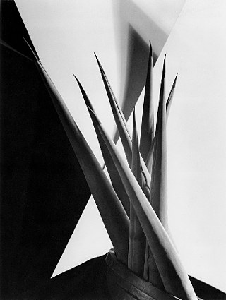 Agave Design I by Imogen Cunningham