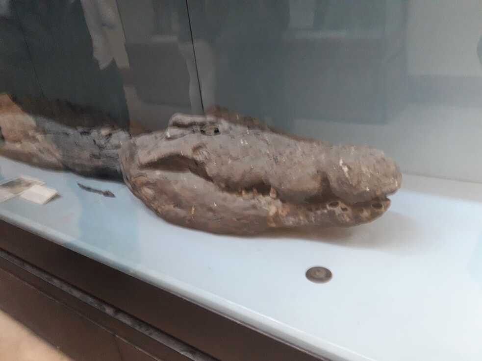 Ein Mumienkrokodil