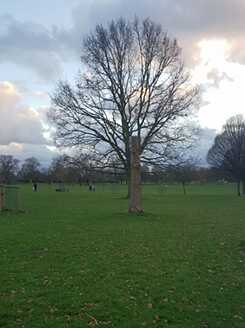 43