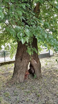 An old mulberry tree.