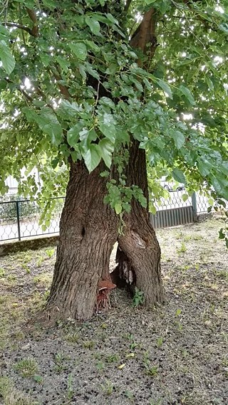 شجرة توت قديمة.