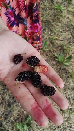 A hand holding several ripe mulberries.