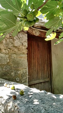 In the front a fig tree and some figs lying on a stone wall, in the back a wooden door in stone wall.