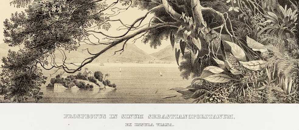 Flora Brasiliensis