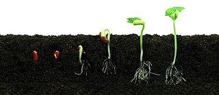 Vom Bohnensamen zur Bohnenpflanze &copy; iStock/BogWan Bohnenpflanze