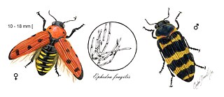 Buprestis Sanguinea - Yamina de efedras