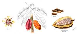 Tehobroma Cacao