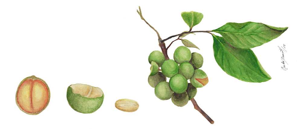 Melicoccus bijugatus, Mamoncillo