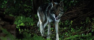 Eine Szene aus "Samurai"