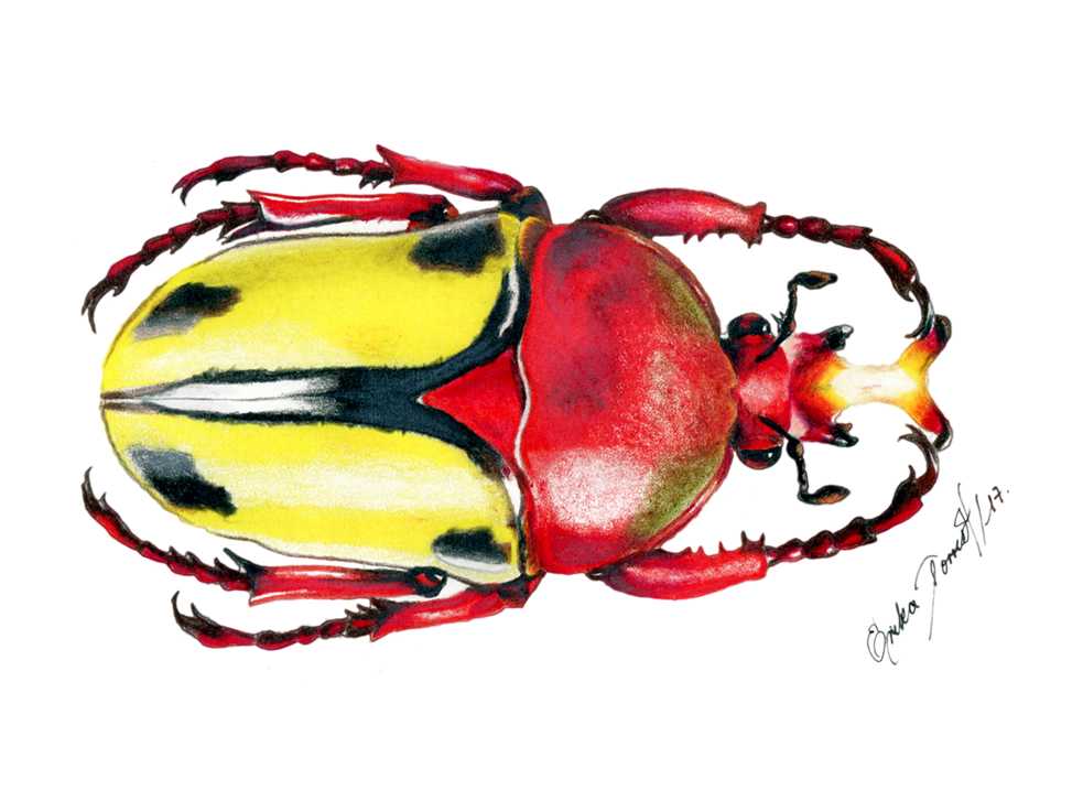 Eudicella trilineata