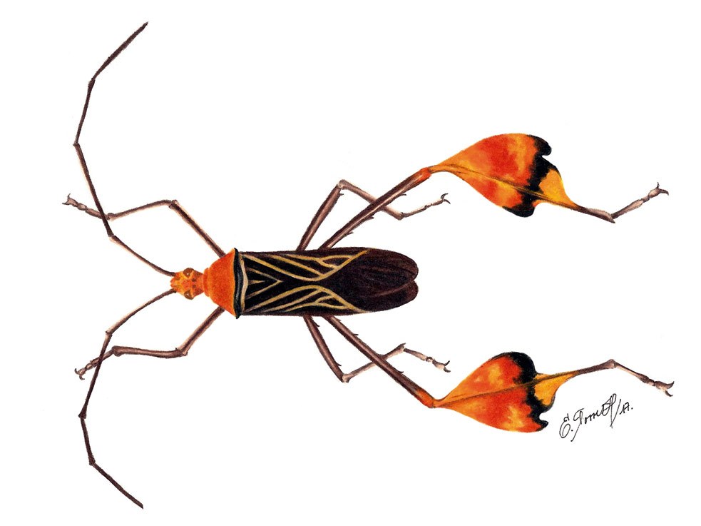 Anisoscelis flavolineata