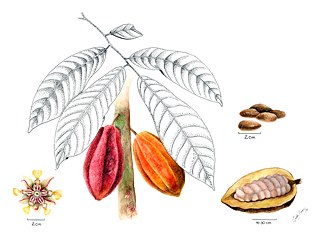 Tehobroma cacao