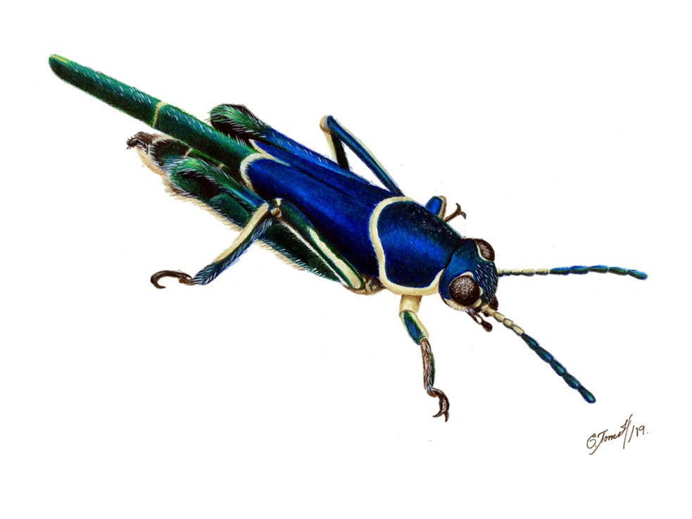 Ripipteryx limbata