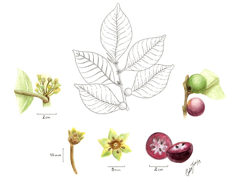 Chrysophyllum argenteum