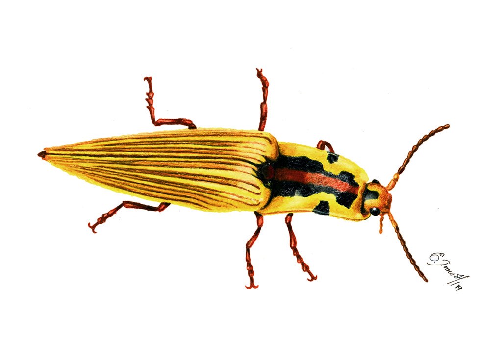 Semiotus imperialis