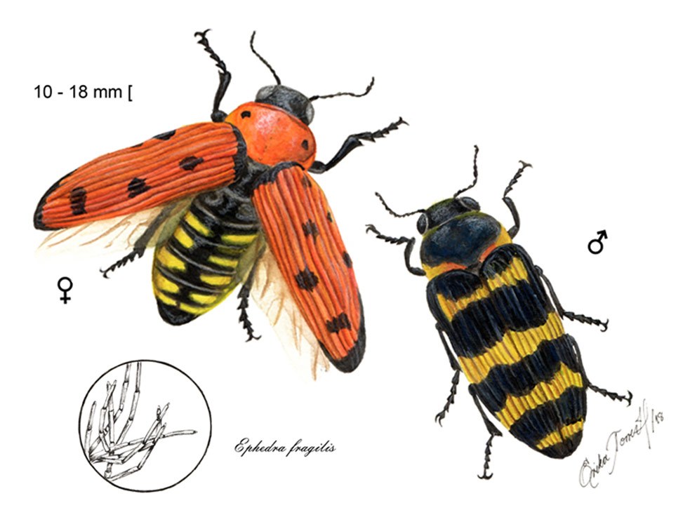 Buprestis sanguinea