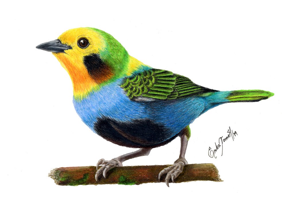 Chlorochrysa nitidissima