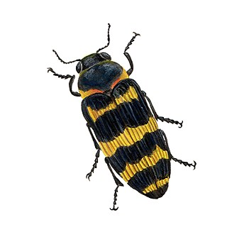 Buprestis sanguinea - Yamina de efedras