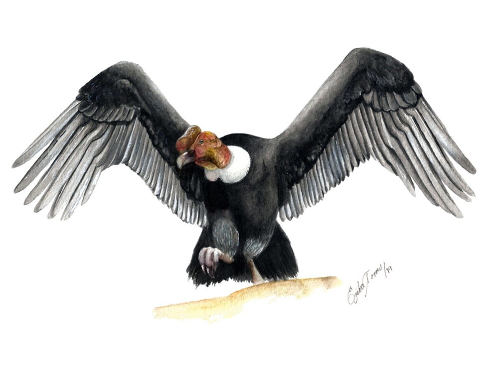 Vultur gryphus, Condor andino