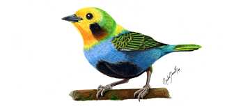 Chlorochrysa nitidissima - Tangara multicolo