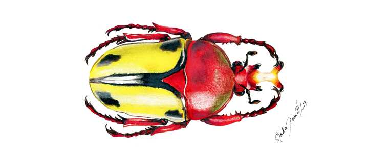 Eudicella trilineata - Escarabajo